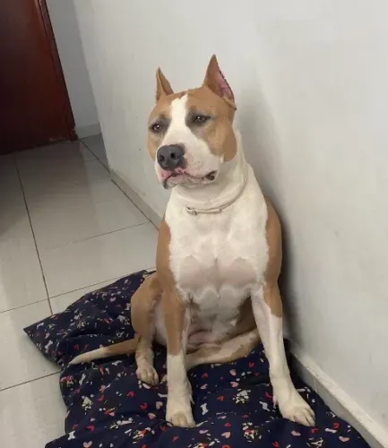 Filhotes de AMSTAFF - American Staffordshire 