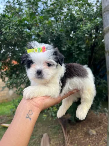 Linda filhote fêmea de shihtzu disponível para entrega imediata