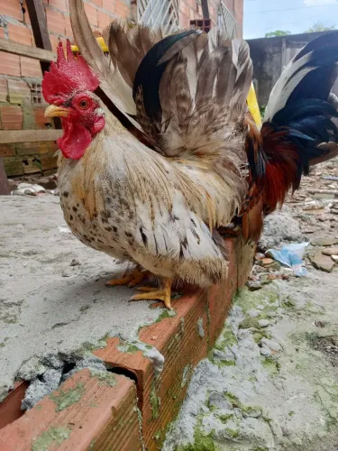 Galinha garnize 