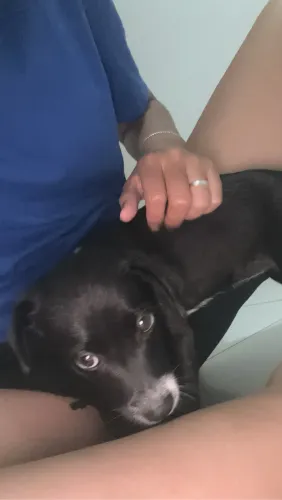 Cachorro filhote vira-lata fêmea