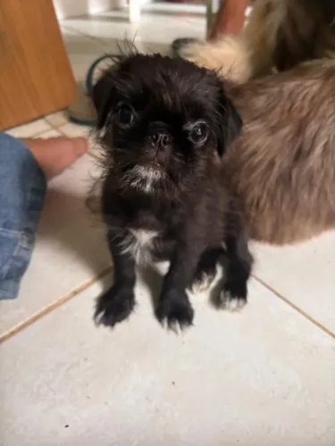 Cachorro