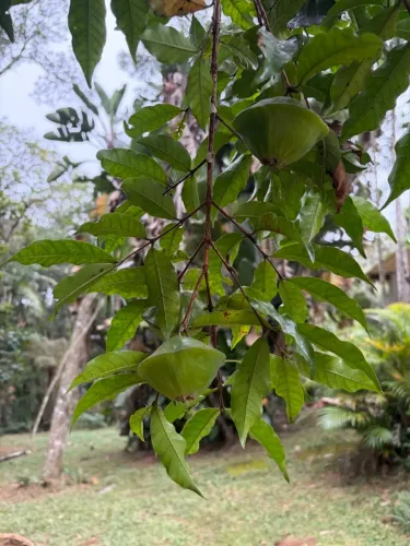 fruta cambuci