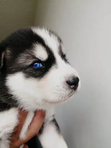 Filhotes De Husky Siberiano - Mais Alegria Para Sua Rotina