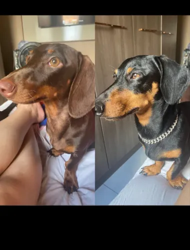 Filhotes dachshund salsichas originais 