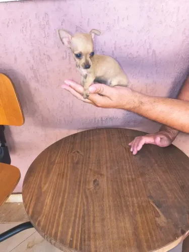 Filhote de Pinscher mini procurando um bom lar