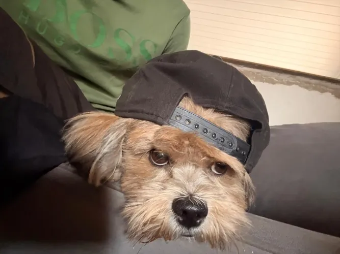 Lhasa apso macho procura fêmea pra cruzar