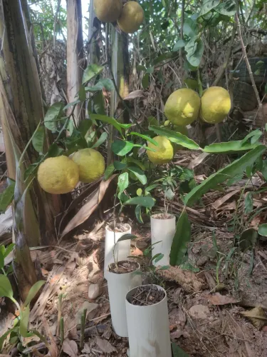 Mudas de toranja laranja gigante 