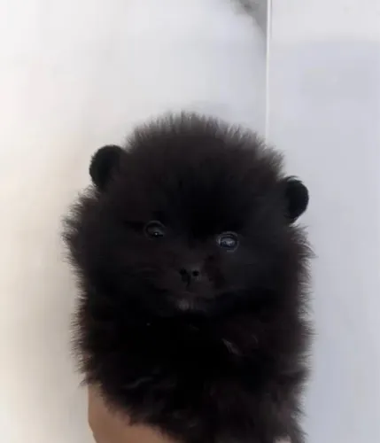Chegou lindo presente para sua namorada ?