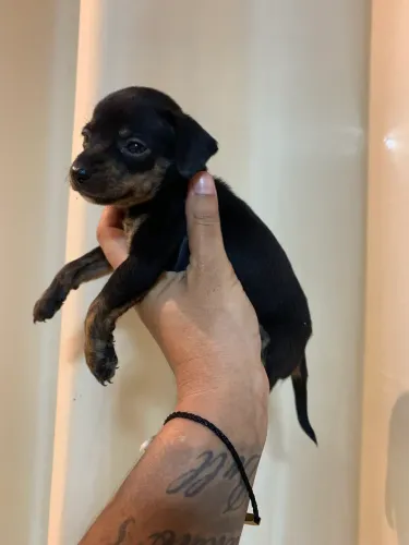 Pinscher FÊMEAS E MACHOS AC CARTÃO