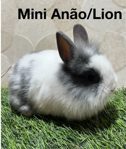 Mini coelhos