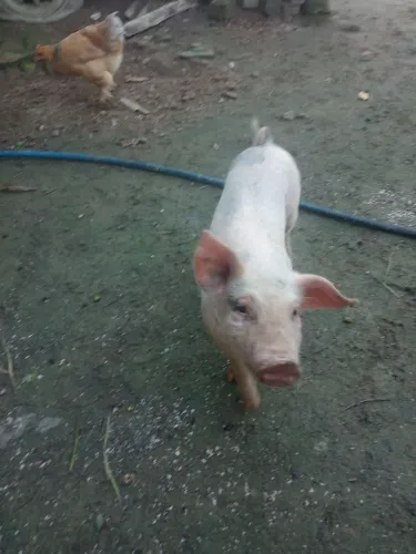 Porco