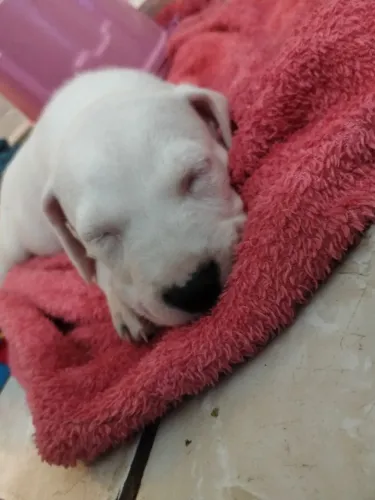 Pitbull fêmea