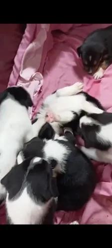 Vendo filhote de border collie