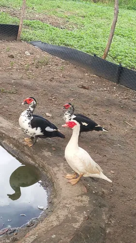 Pato, ovos de pato patado kkkk, vivo e abatido