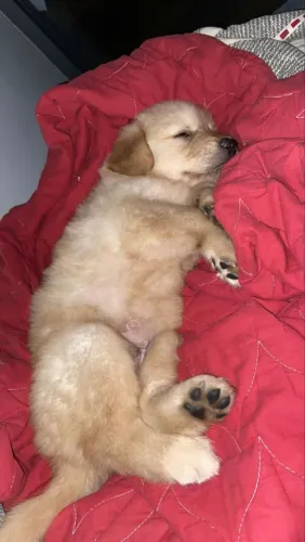 Doação de cachorro