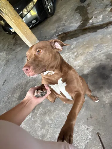 Cachorro