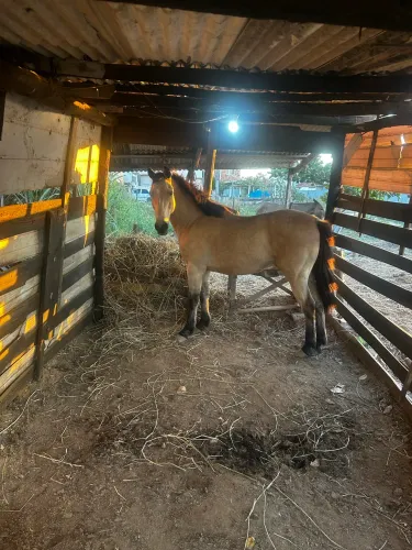 Cavalo meio sangue quatro de milho