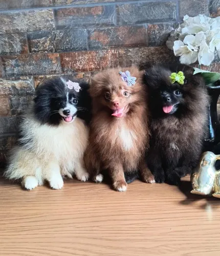 Lulu da Pomerânia