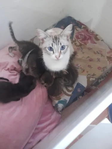 Doa-se lindos filhotes de gato