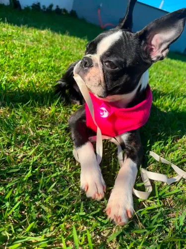 Boston terrier filhotes