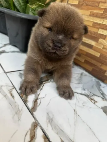 Filhotes de chow chow puros 