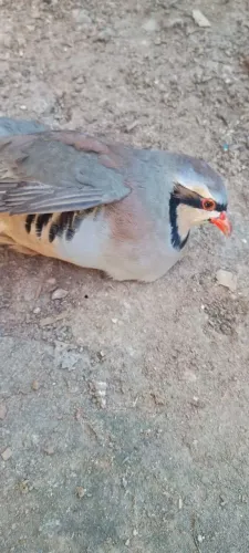 Perdiz Macho