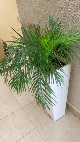 Palmeira Ornamental pra sair até dia 01/11