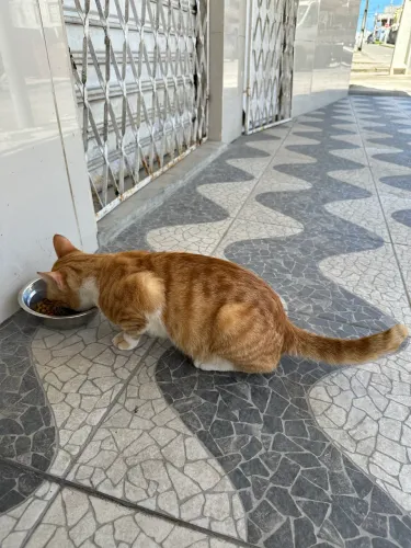 Lindo gatinho laranja para adoção