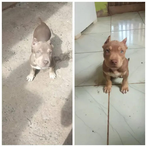 Pit monster Pedigree IBC