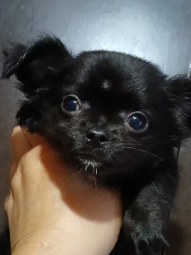 machinho chihuahua