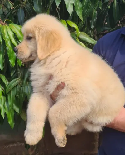 Golden Retriever filhotes - Uberaba MG