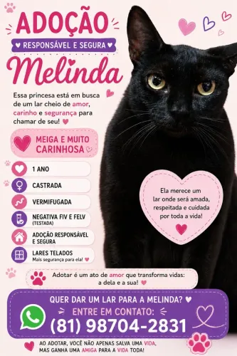 Gatinha para adoção