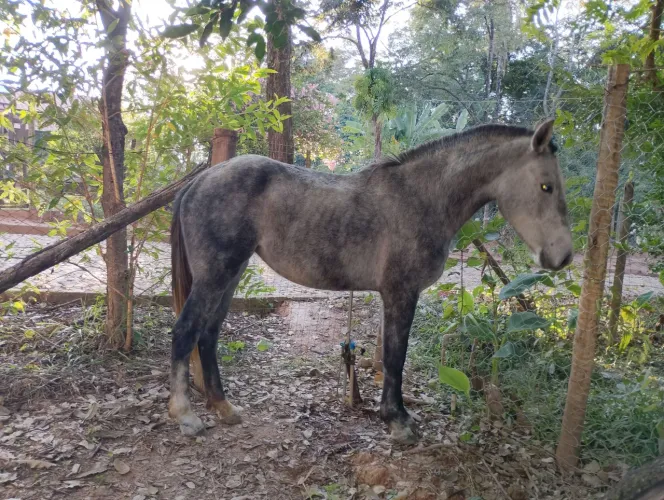 Cavalo