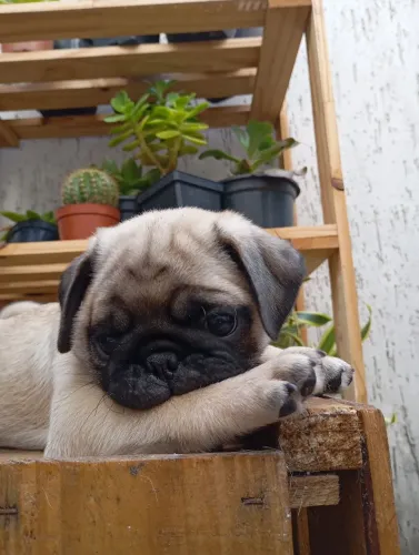 Cachorro Pug 100% legítimo 