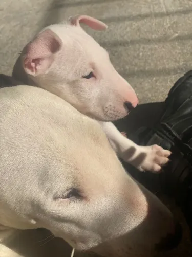Filhotes de Bull Terrier o fillhote que se destaca pela personalidade 