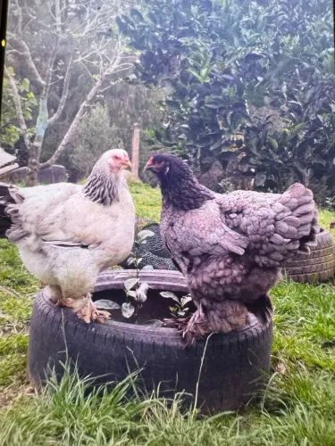 Ovos de galinhas Brahma e Angola