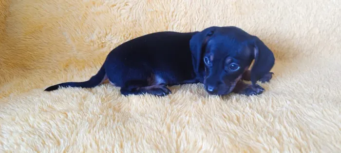 Dachshund Fêmea Black & Tan Mini