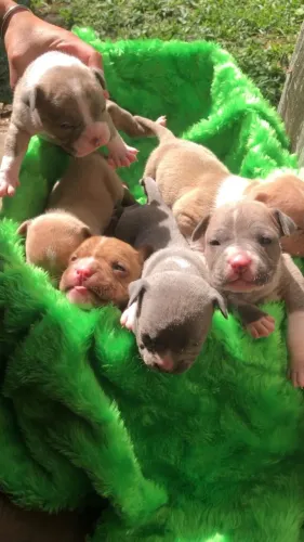 Filhotes de American Bully 