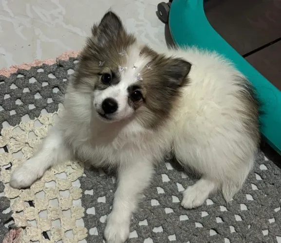 Lulu da Pomerânia