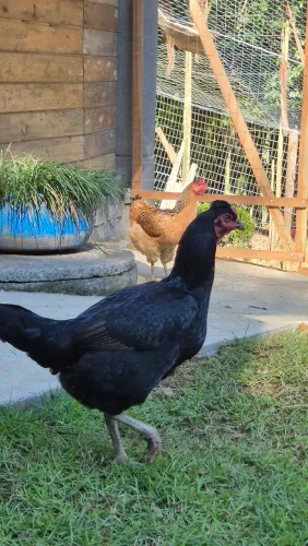 Aves poedeiras