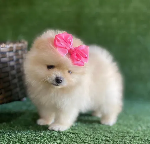 Filhote fêmea Lulu pomerania anao 