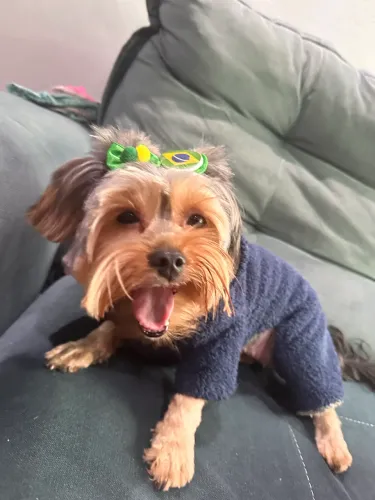 Yorkshire fêmea para cruza