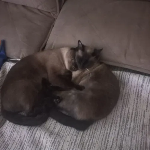 Doação de casal(irmãos) gatos siameses adultos 