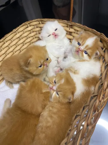 Filhotes de gato persa