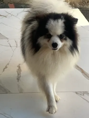 Lindo spitz macho bicolor 