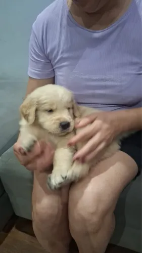 Filhote de golden retriver