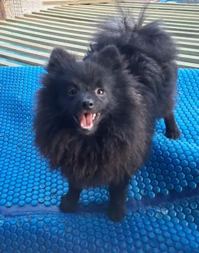Lulu da pomerania 