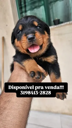 Filhote Rottweiler