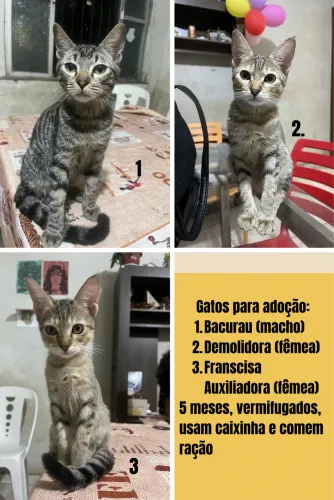 Gatos para adoção 