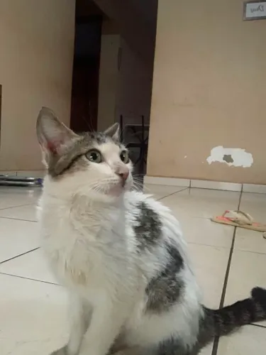 Gatinha para doação
